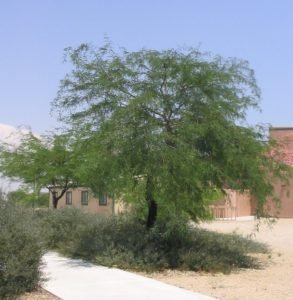 Mesquite prosopis