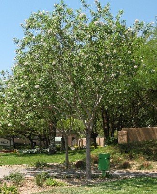 chitalpa tree