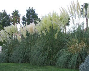 pampas grass 