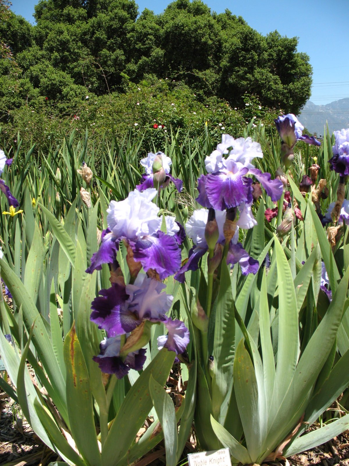 Surprise!  Sun-loving Iris are drought tolerant, but daffodils–not so much