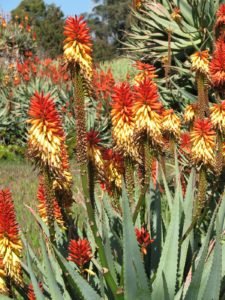 South African aloe in bloom