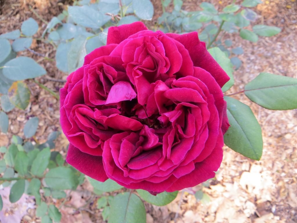 Austin 'The Squire' rose deep red crimson