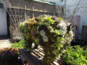 curly pig tail on topiary pig