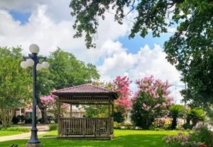 Crepe myrtle trees Opelousas Louisiana