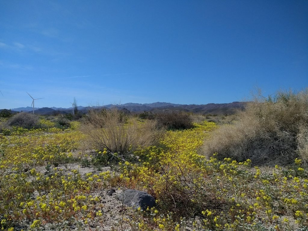 superbloom flowers