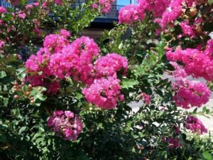 hot pink crepe myrtle flowers