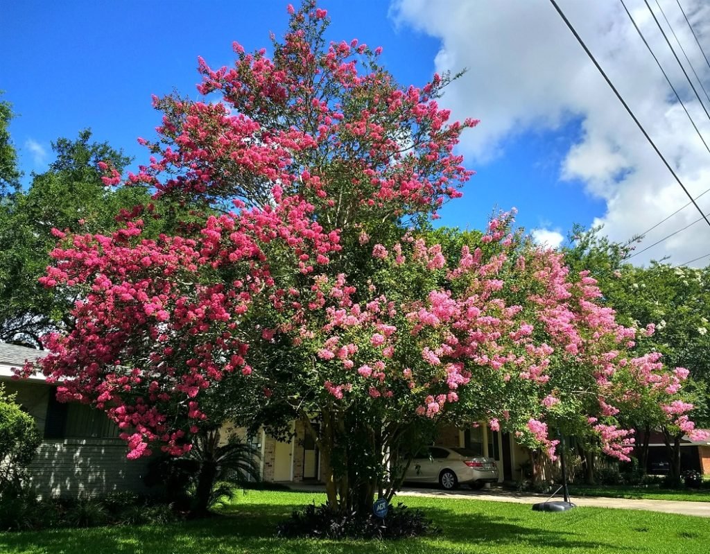 plant explorer and botanist to King Louis XVI André Michaux ink and hot pink crepe myrtles