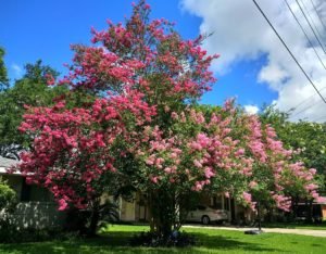 plant explorer and botanist to King Louis XVI André Michaux ink and hot pink crepe myrtles