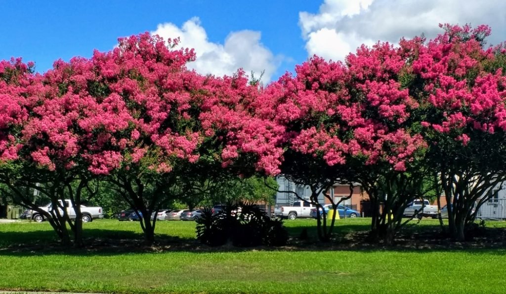 row of crape myrtle trees