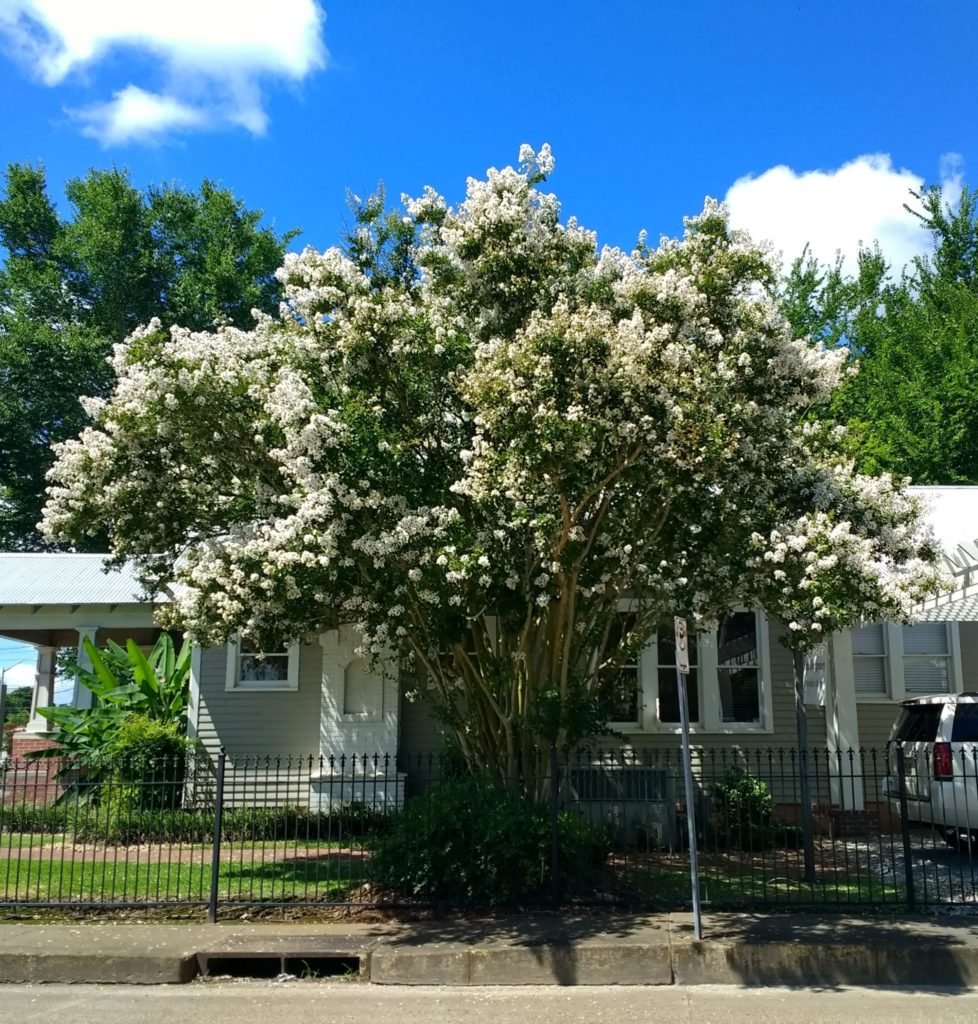 White crepe myrtle tree Lafayette Louisiana
