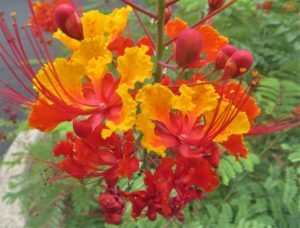 xicn Bird of Paradise