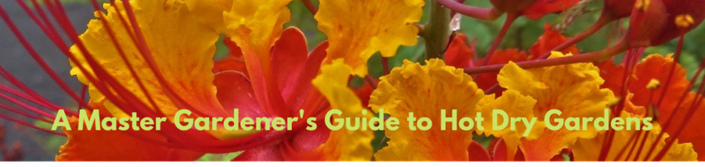 Hot Gardens banner Mexican Bird of Paradise