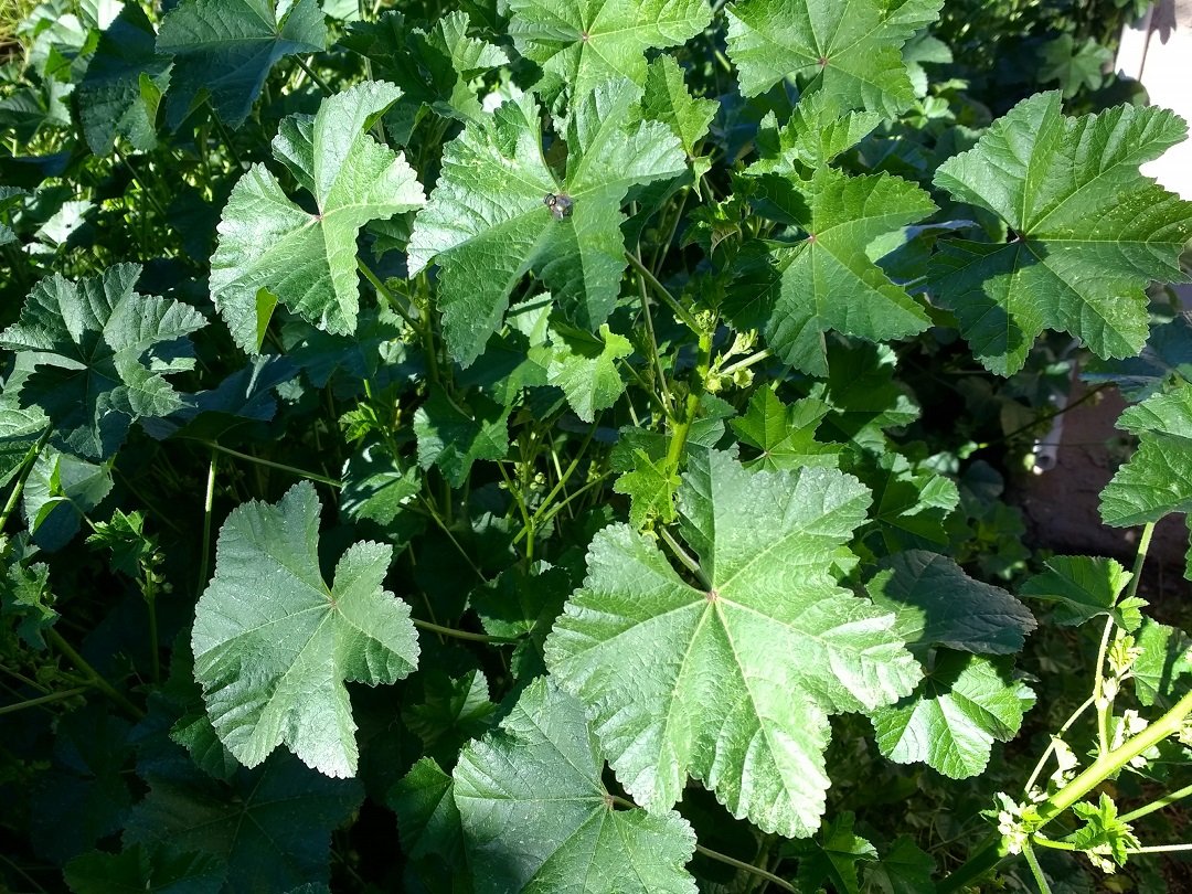 Is it an attractive weed, a native plant or tasty edible?