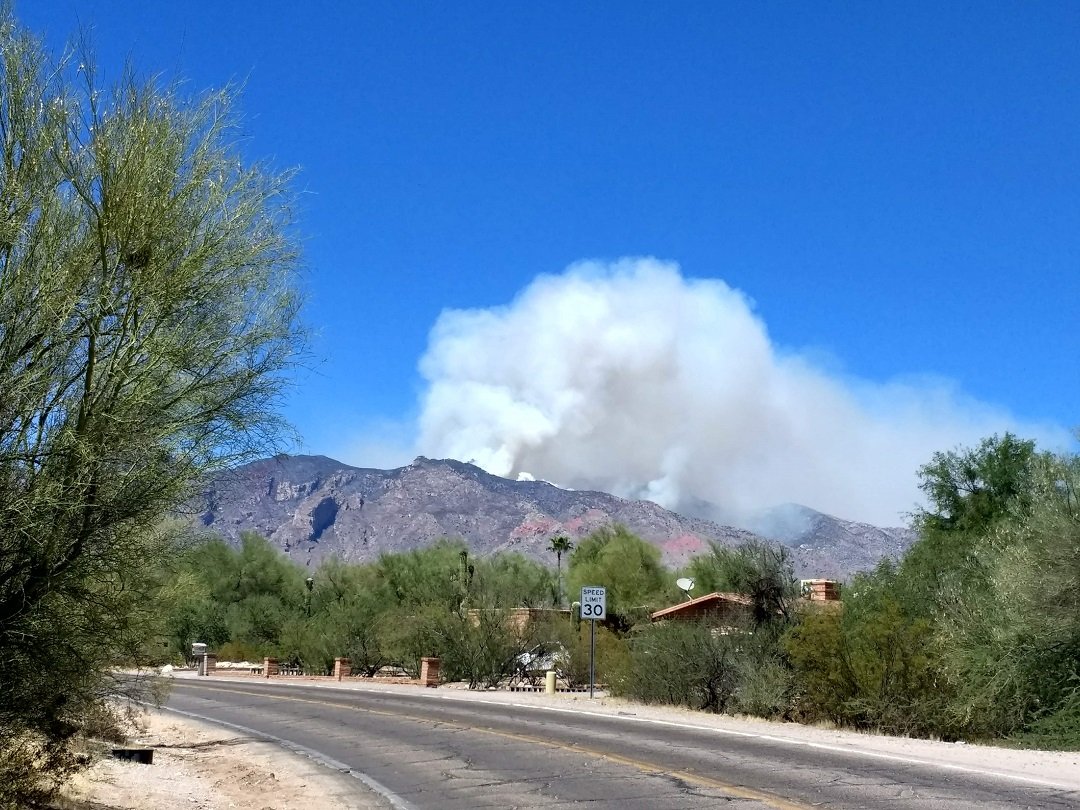 What NOT to plant for fire season