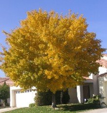 Fan Tex Rio Grande Ash tree