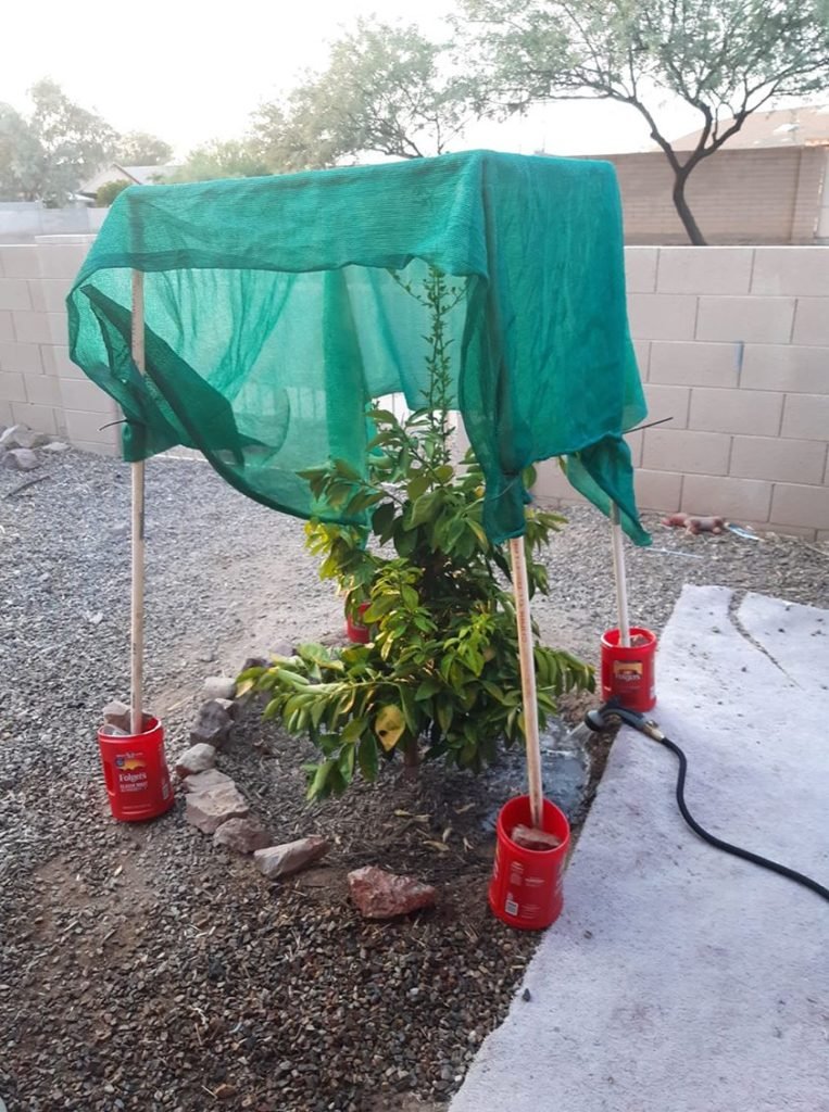 tucson tree under shade cloth