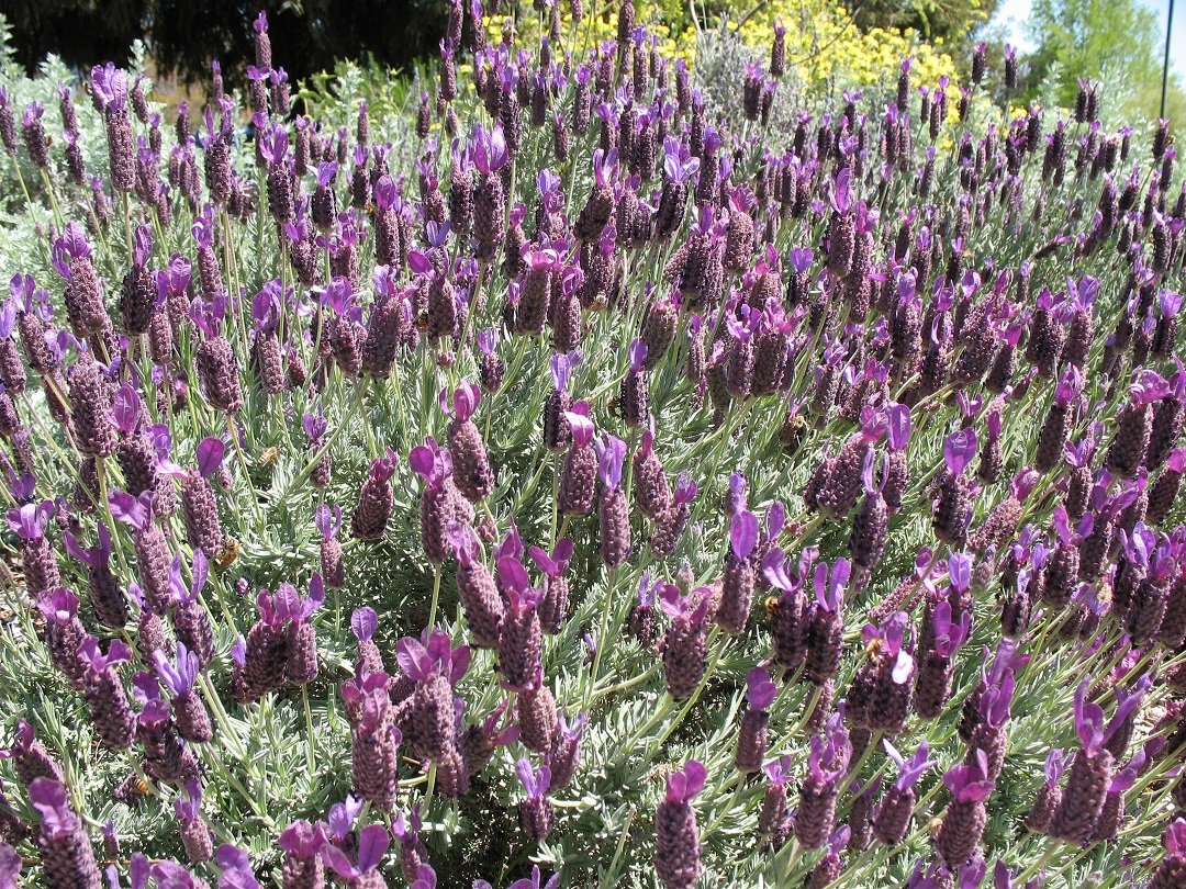 Frugal DIY gardening tips for Fall planting
