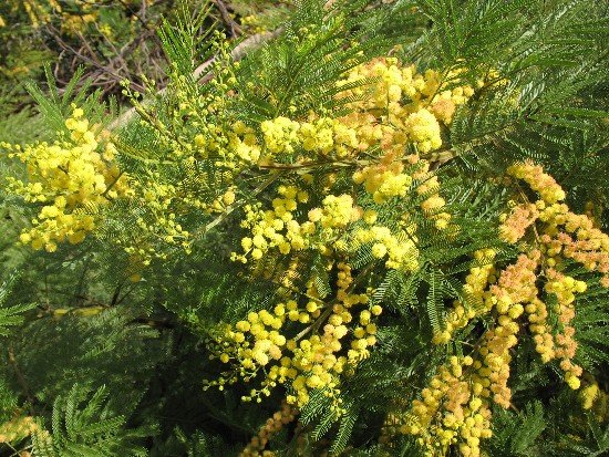 acacia in bloom