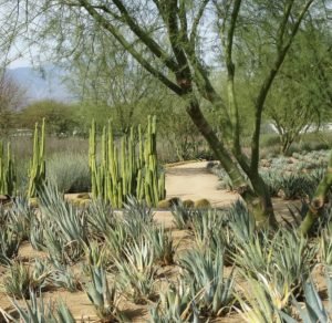 palo verde tree at Sunnyland garden