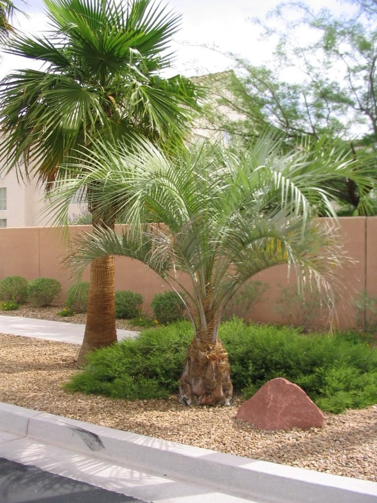 Washingtonia fan palm tree