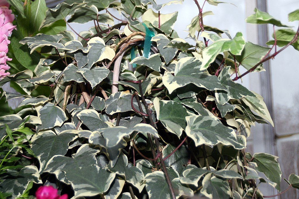 Algerian ivy Hedera canariensis