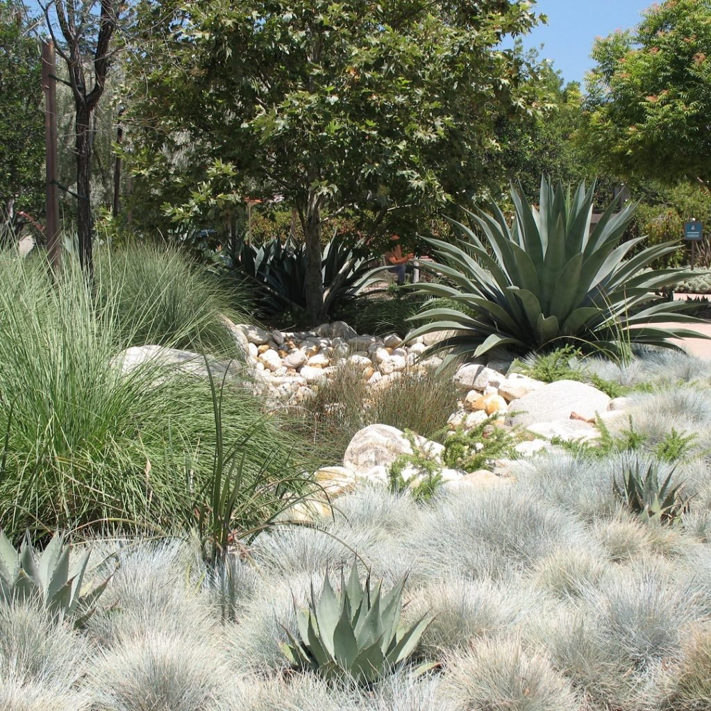 desert grasses lawn replacement