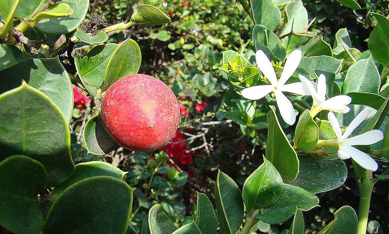 Natal plum carissa macrocarpa