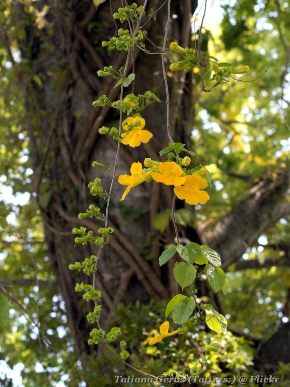 Cat's claw vine
