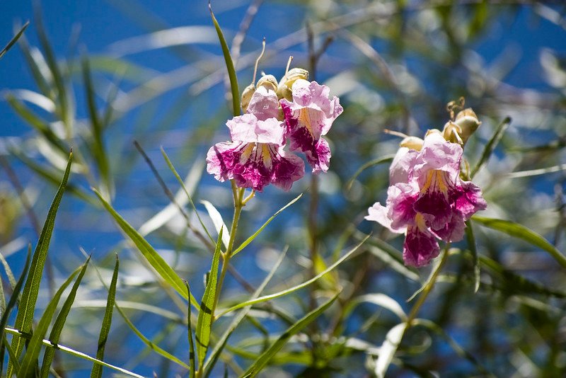 Desert Willow Chilopsis linearis