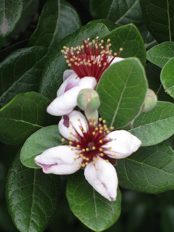 pinapple guava flowers