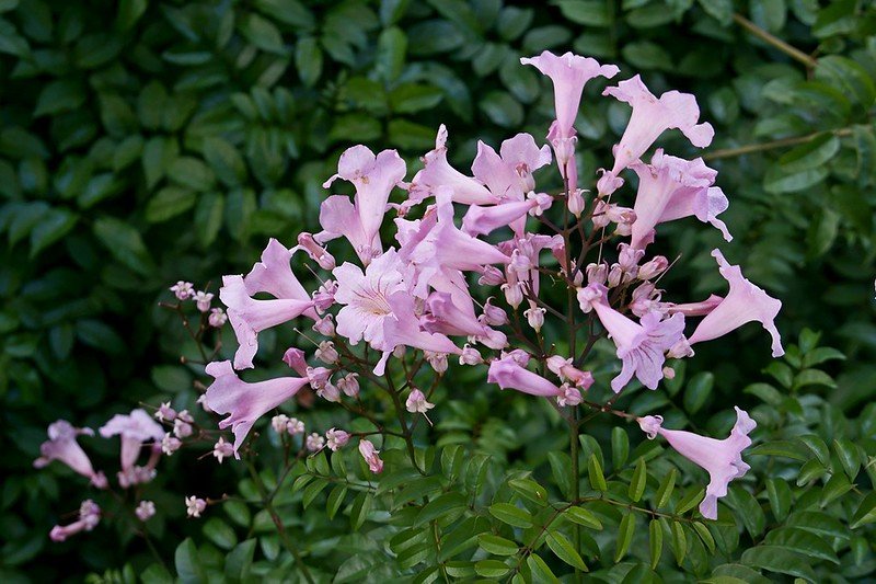Pink Trumpet Vine Podranea ricasoliana