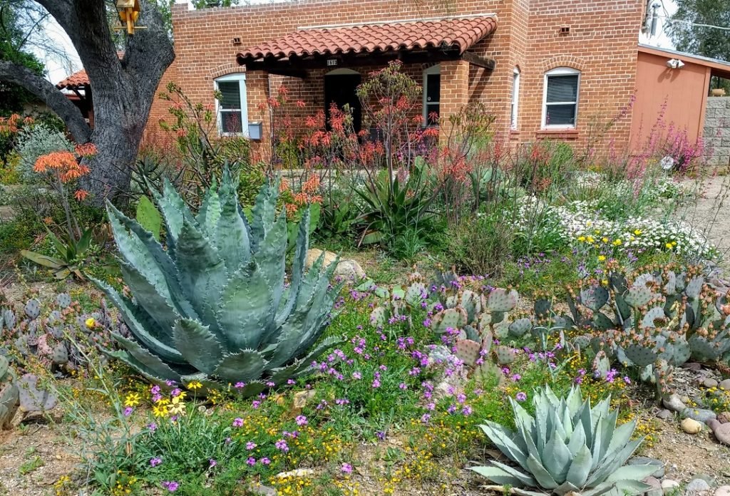 Arizona native plant garden