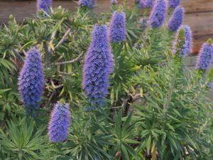 Pride of Madeira purple flowers