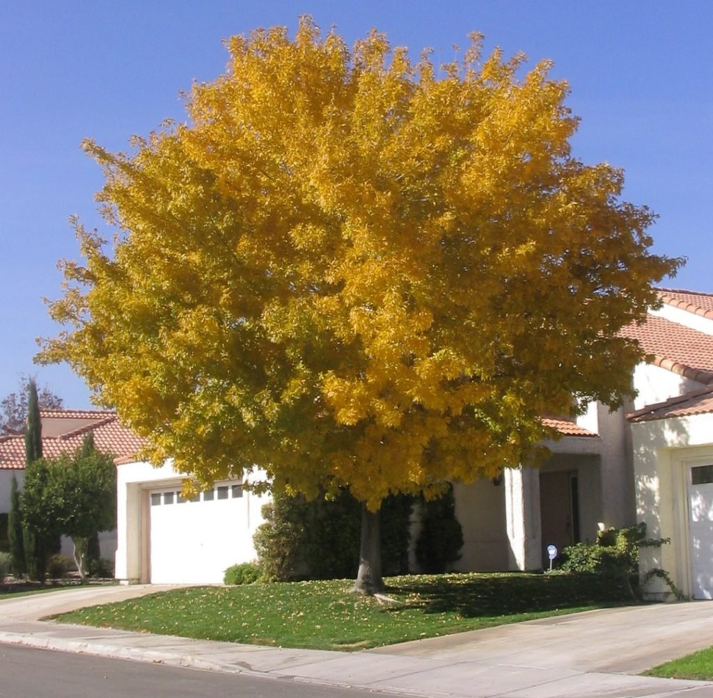 Rio Grande Variety of Fan Tex ash tree