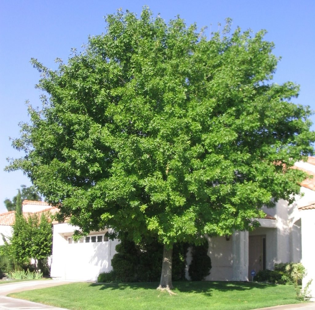 Rio Grand ash tree in summer mgreen leaves