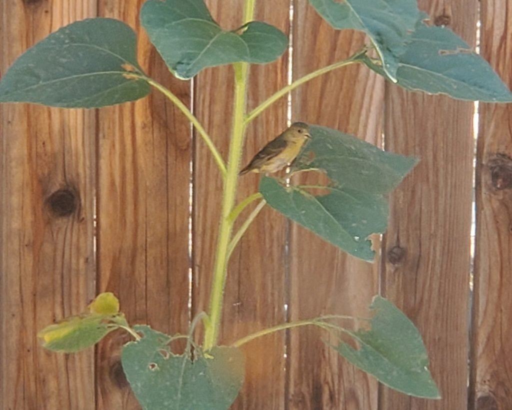 Yellow finch on Sunflower