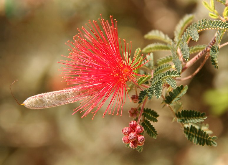 Baja Fairy duster bloom