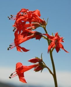 California fuschia bloom