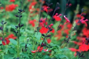 Salvia Autumn Sage