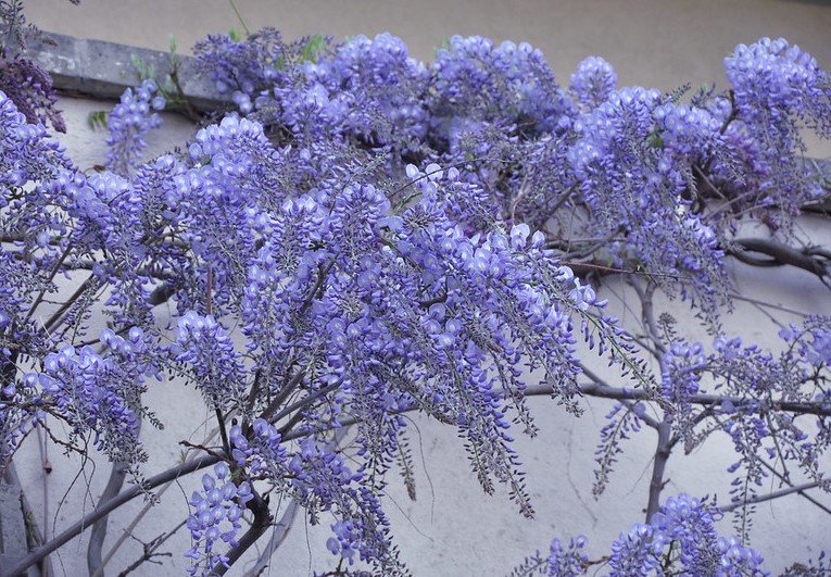 purple wisteria flowers