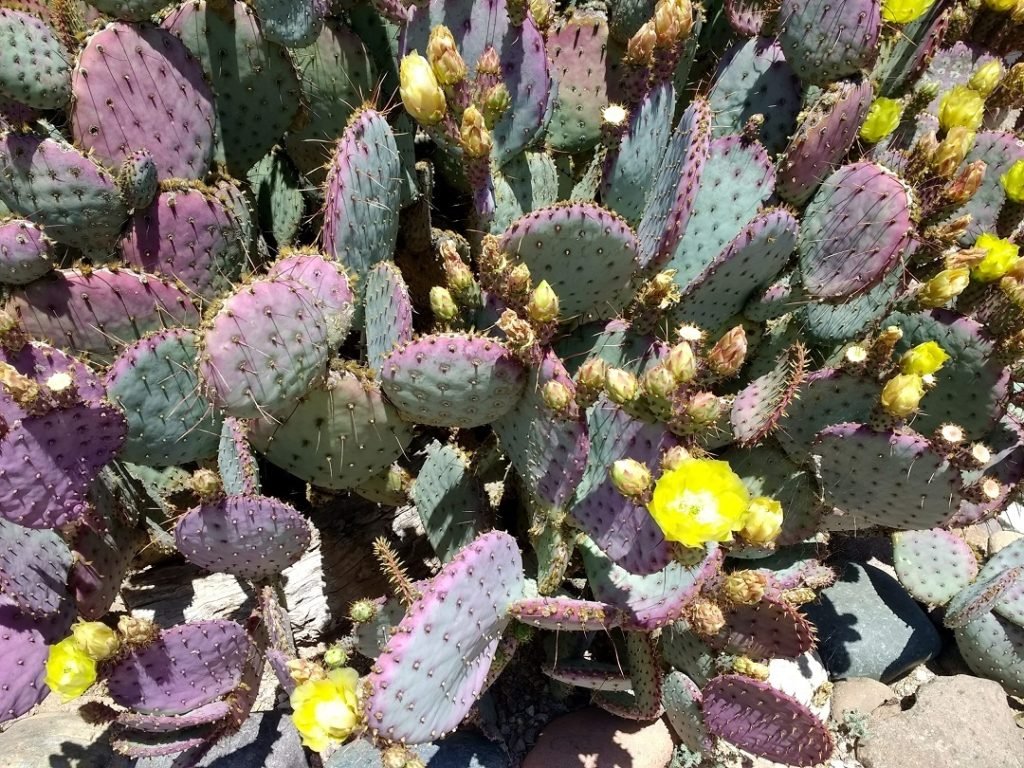 yellow flowers on purple prickly pear cactus