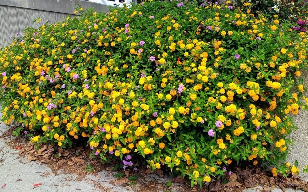 yellow lantana in bloom
