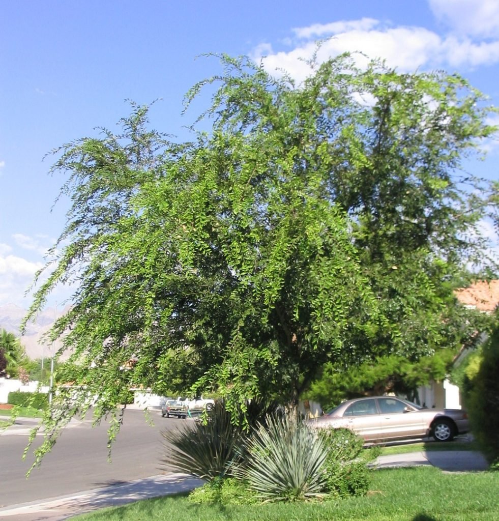 Chinese elm Ulmus parviflora