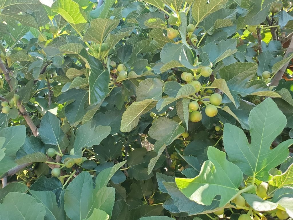 Fig tree Ficus with many figs on it