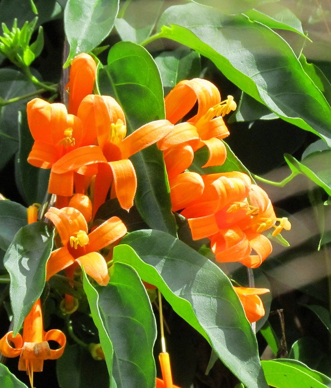 Capoe Honeysuckele