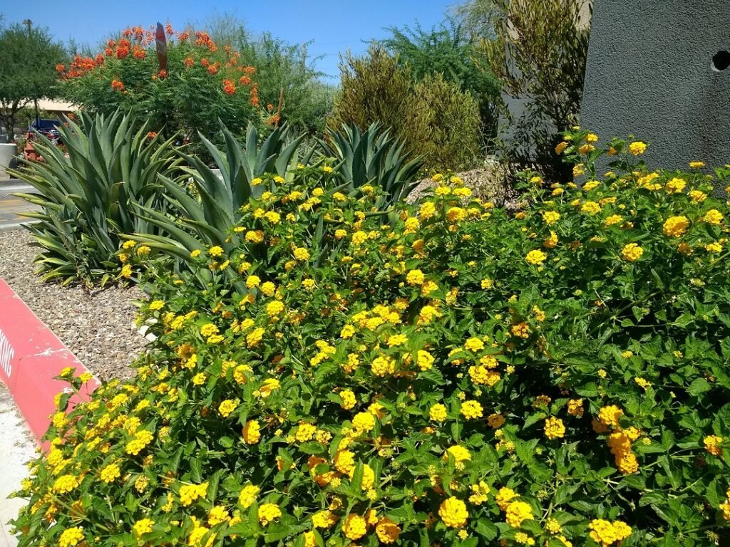 lantana montevidensis yellow blooms