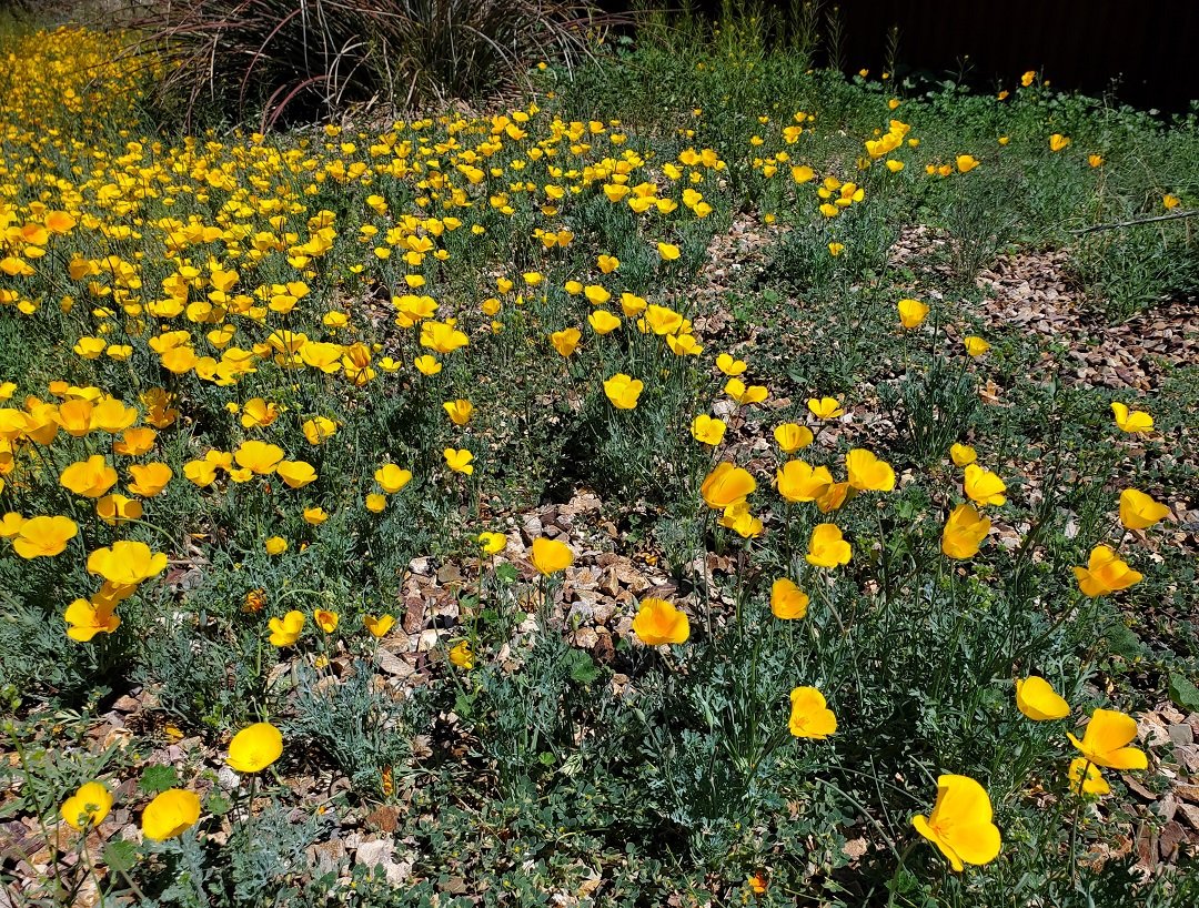 Mexican poppies in Tucson