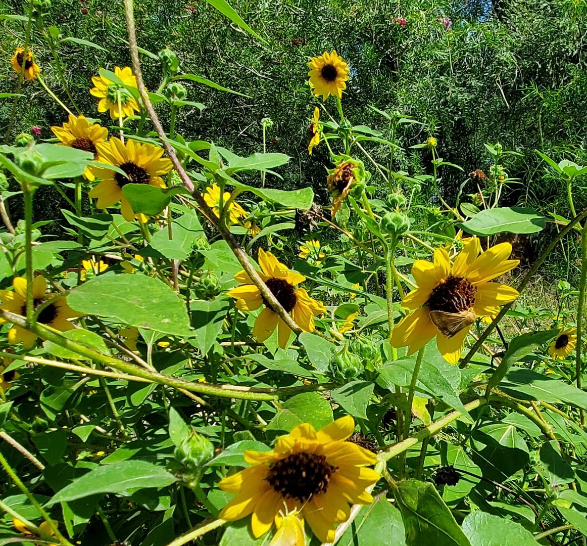 How to make wildlife happy in your  garden