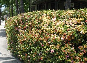 lantana hedge in Pasadena
